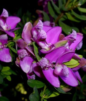 Polygala myrtifolia