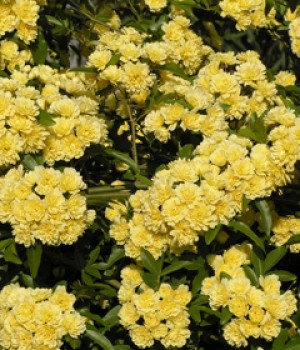Rosa banksiae
