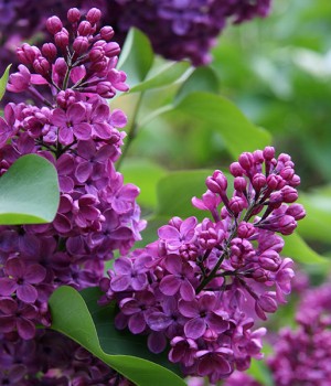 Syringa x chinensis