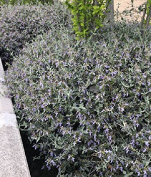Teucrium fruticans