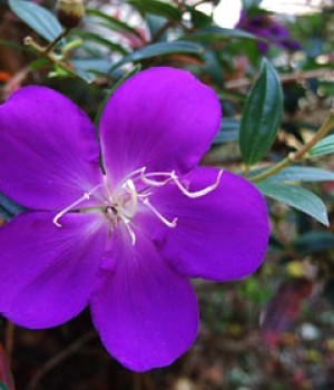 Tibouchina semidecandra, Tibouchina urvilleana