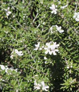 Westringia fruticosa
