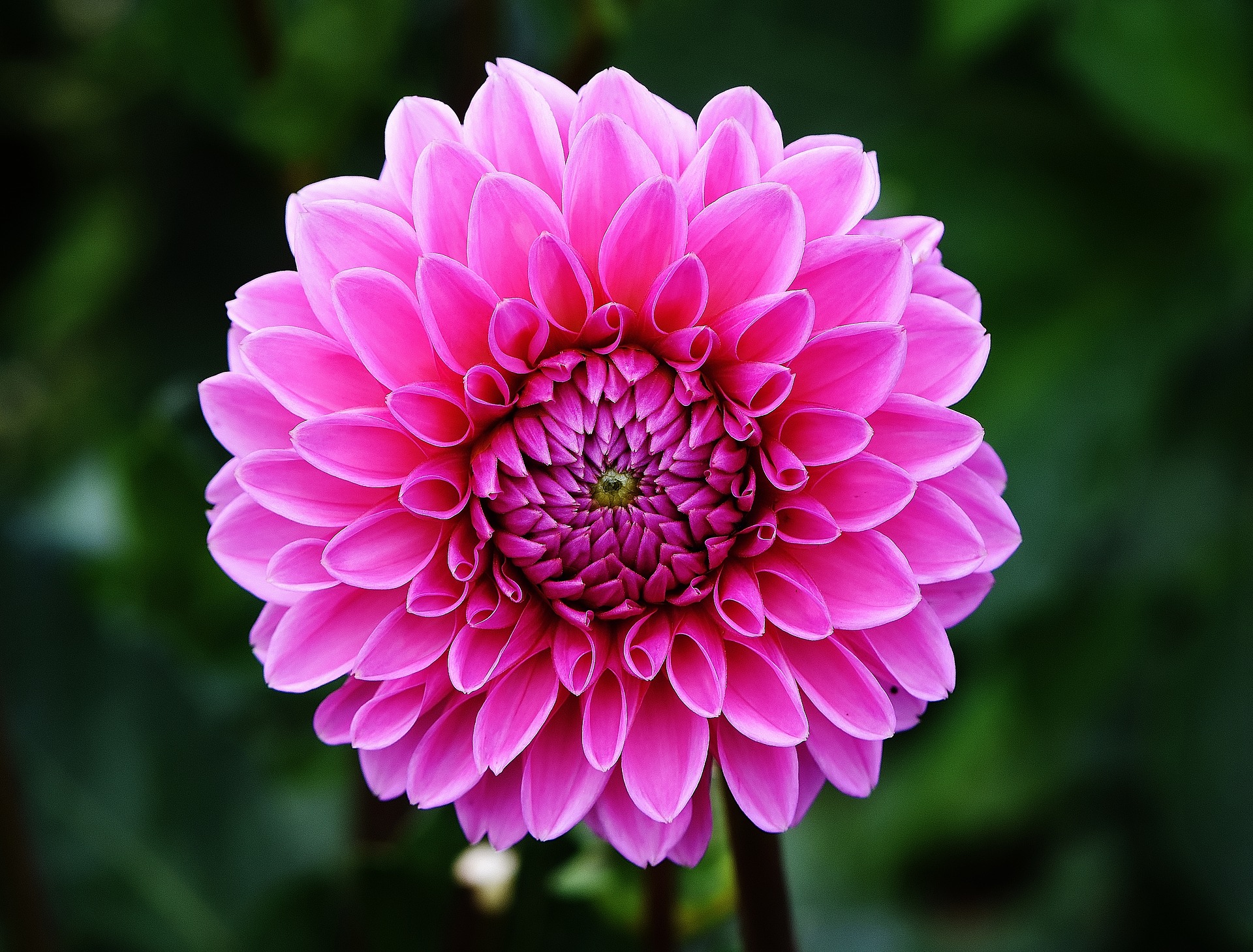 DALIAS