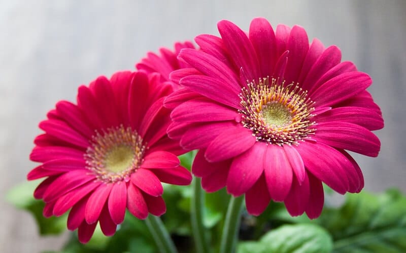 Gerbera