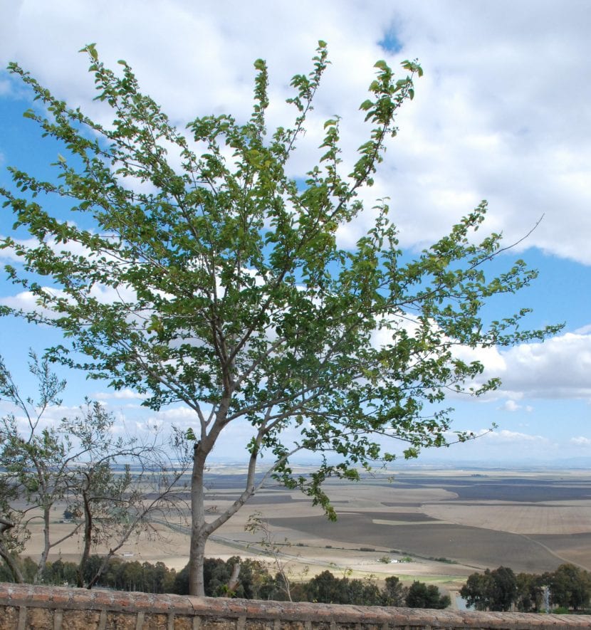 Detalle de las hojas y la flor blanca de la Carmona