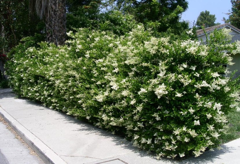 Seto de Ligustrum japonicum