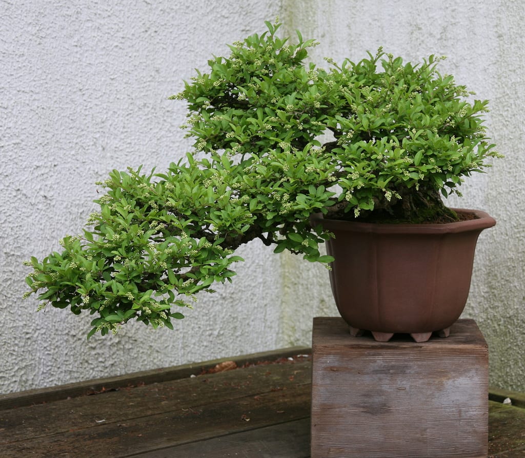 Bonsái de Ligustrum: cuidados, poda, riego y trasplante