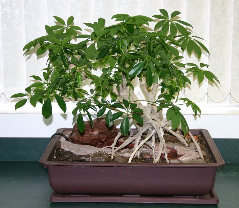 Bonsái de Schefflera arboricola con raíces aéreas y varios troncos