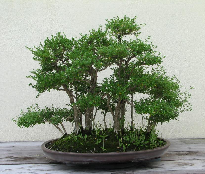 Serissa phoetida: guía de cuidados del bonsái paso a paso