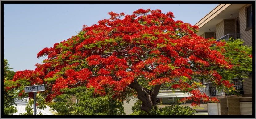 Delonix regia en flor