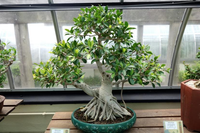 Bonsái de Ficus rubiginosa con raíces sobre la maceta