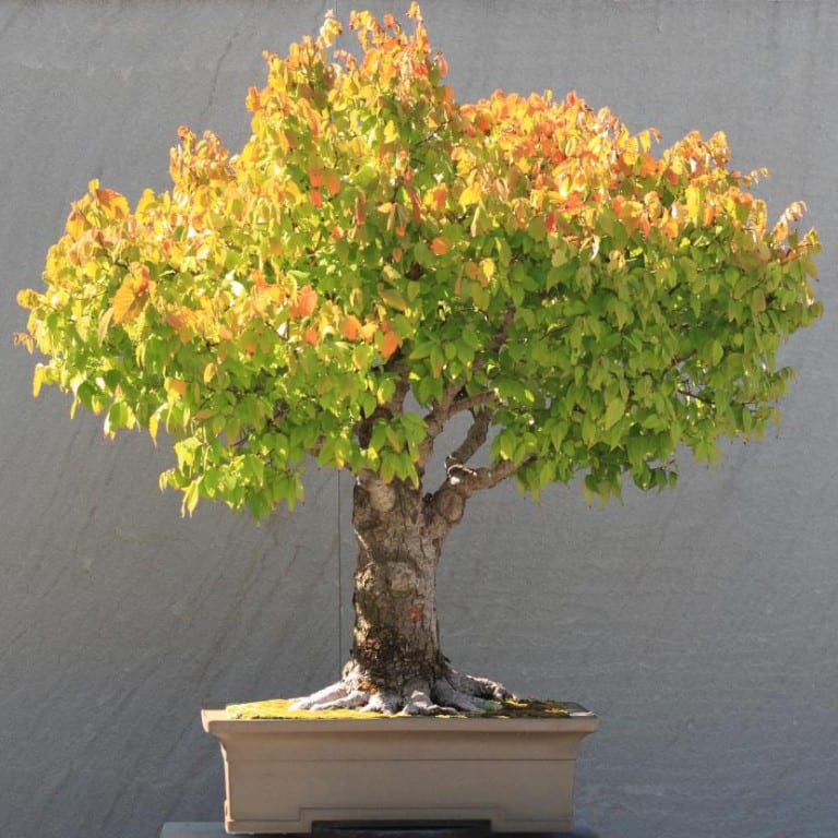Bonsái de zelkova con ramificación fina