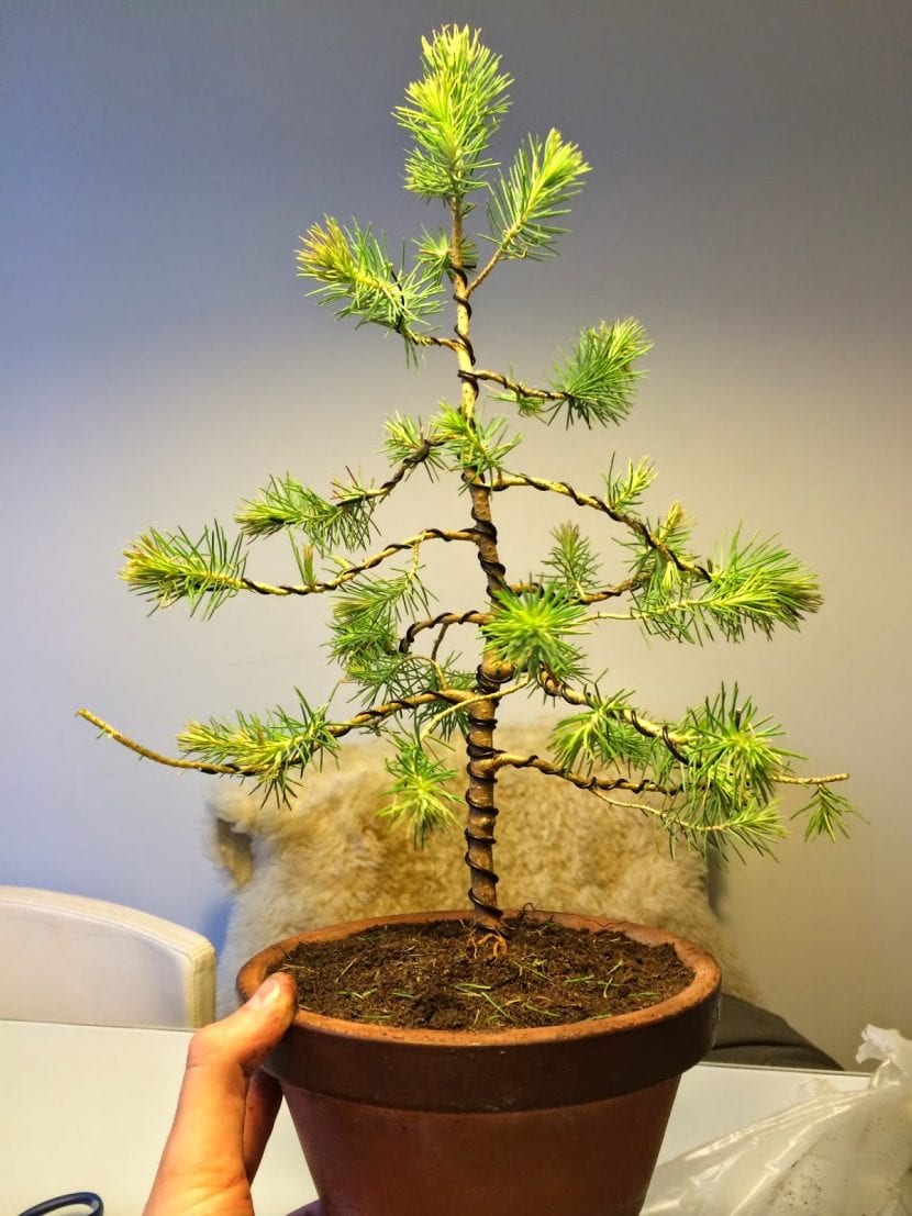 Alambrado de una rama de Pinus pinea