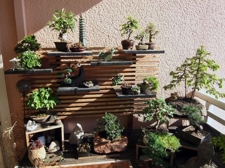Bonsáis colocados al aire libre en un jardín