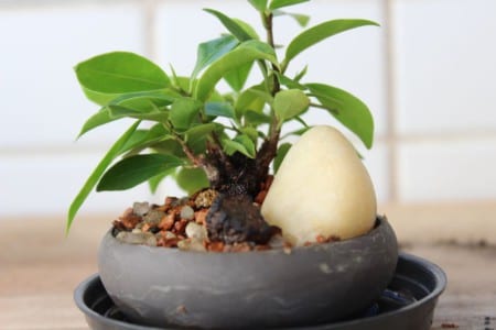 Ficus retusa cultivado como bonsái