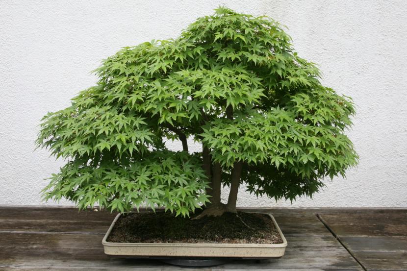 Bonsái de Acer palmatum con hojas verdes