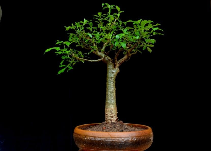 Ejemplar joven de baobab cultivado como bonsái en maceta