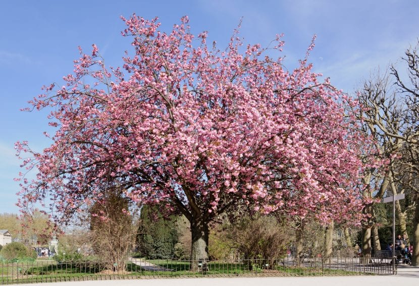 Prunus serrulata en plena floración