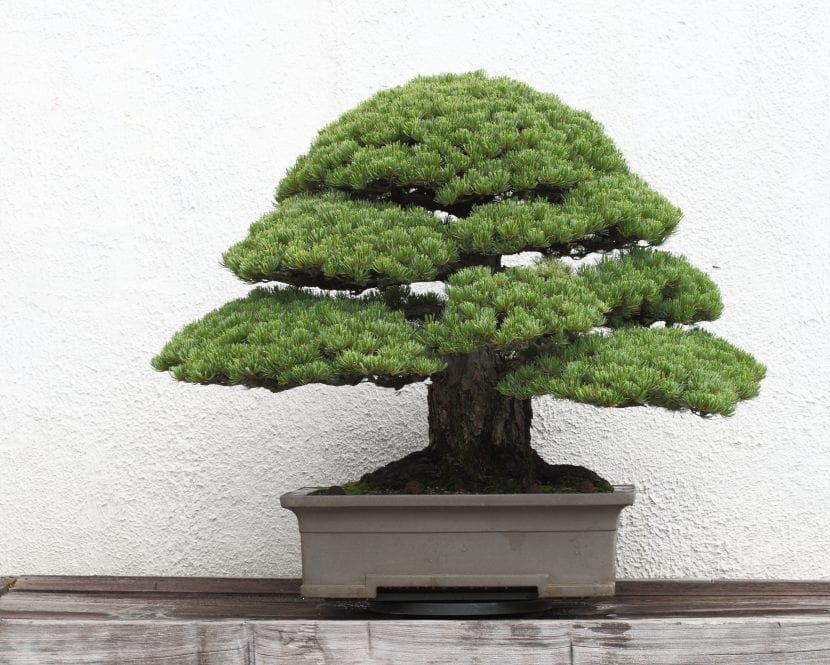 Bonsái de pino japonés con la silueta trabajada