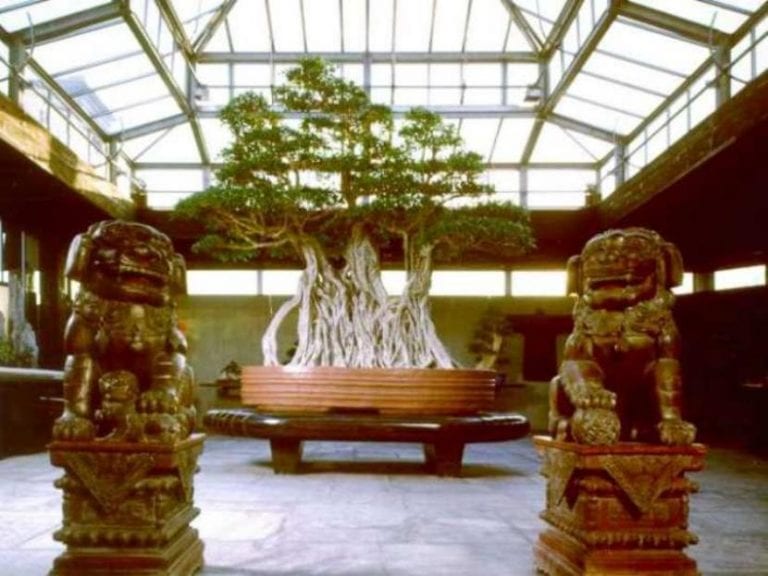 Ficus retusa milenario de la colección Crespi