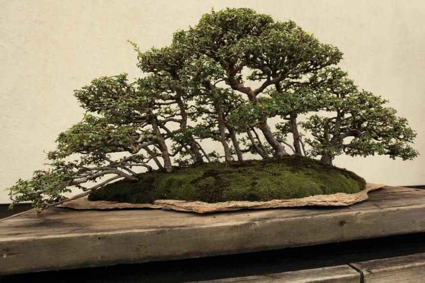 Bonsái estilo bosque con varios troncos en bandeja plana