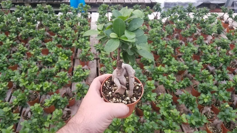 Ejemplar de Ficus microcarpa cultivado en maceta