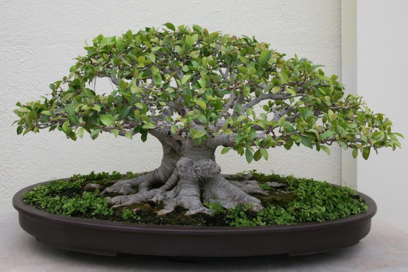Bonsái de Ficus microcarpa con nebari desarrollado