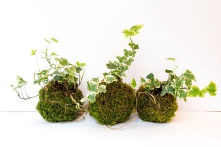 Kokedama con planta verde apoyado sobre un plato