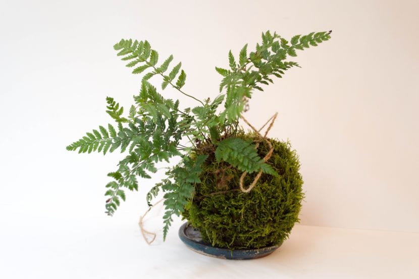 Historia del kokedama: origen real de la bola de musgo