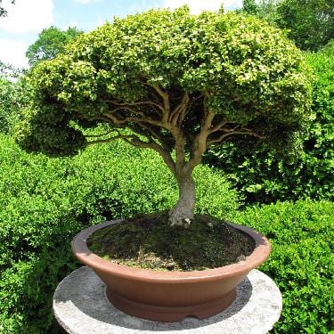 Bonsái en maceta plana sobre soporte de madera