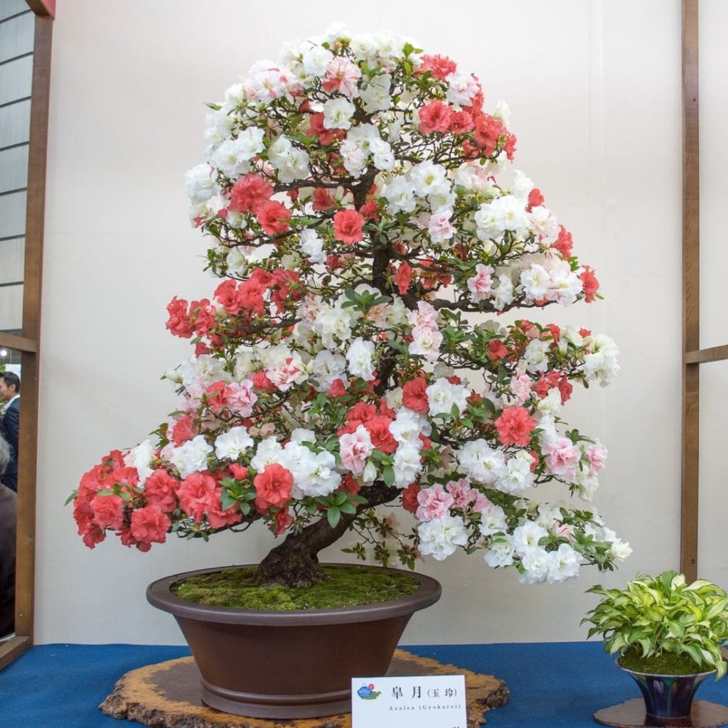 Bonsái de azalea satsuki en plena floración