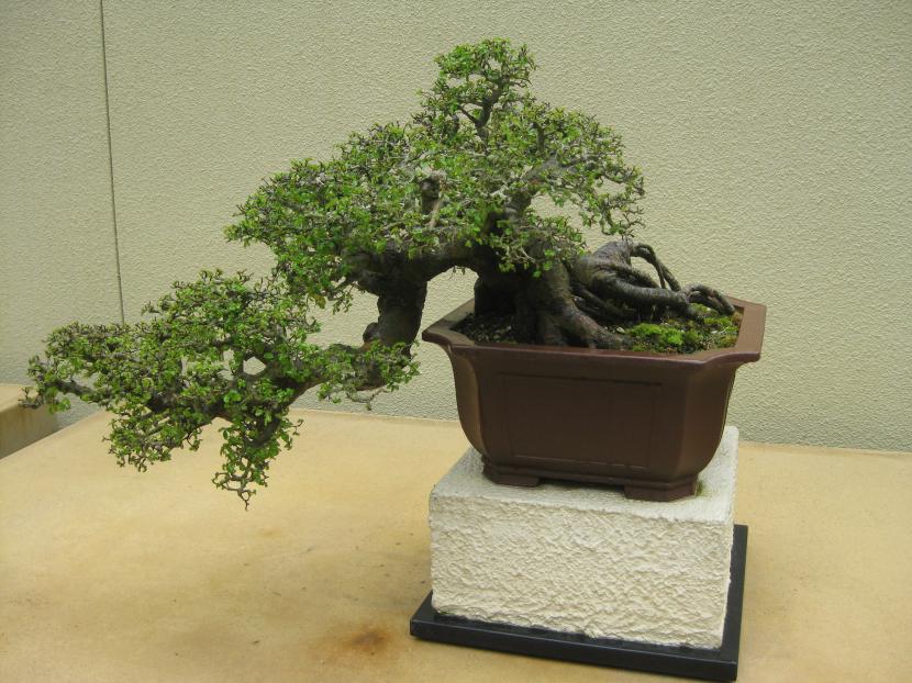 Bonsái de olmo chino Ulmus parvifolia