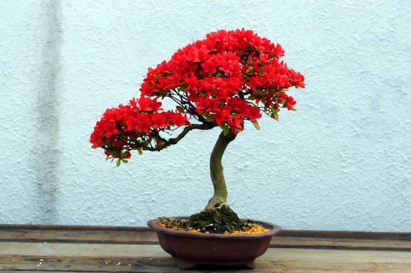 Bonsái de azalea satsuki en plena floración