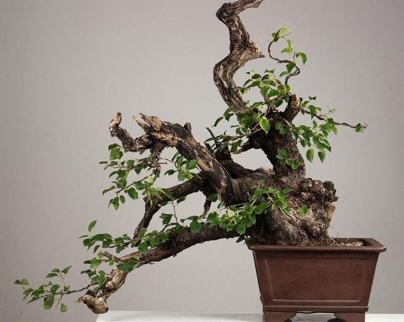 Ejemplar de bonsái de Prunus mahaleb cultivado en maceta