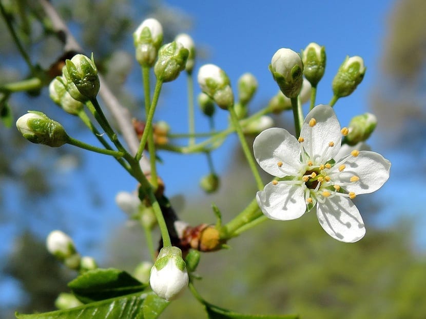 Flores blancas del Prunus mahaleb agrupadas en corimbos