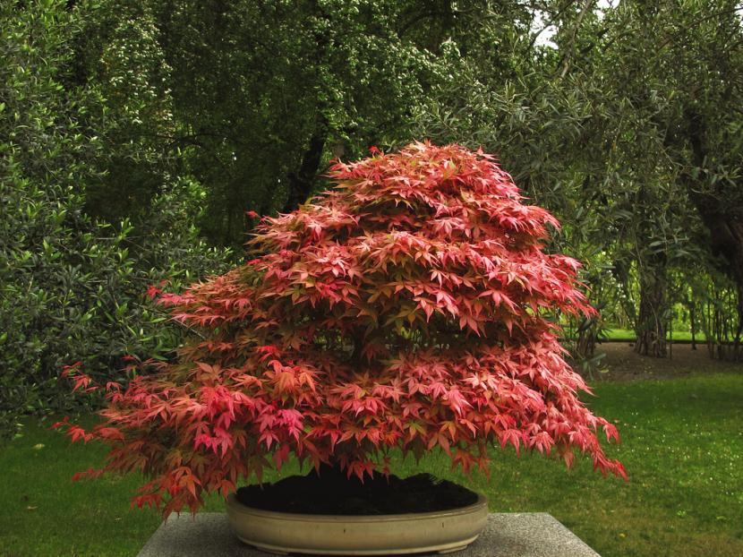 Bonsái de Acer palmatum con hoja otoñal