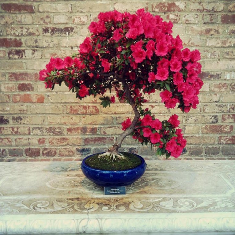 Bonsái de azalea en flor, especie en la que se injertan varias floraciones sobre un mismo pie