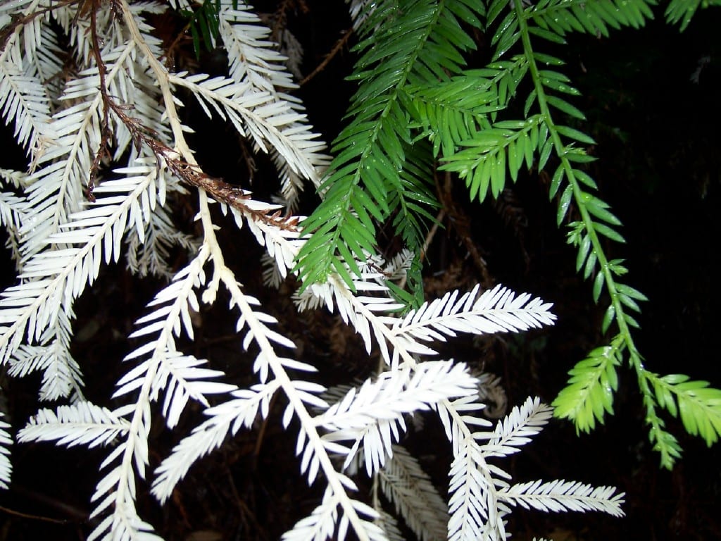 Albinismo en las plantas: causas y por qué no sobreviven