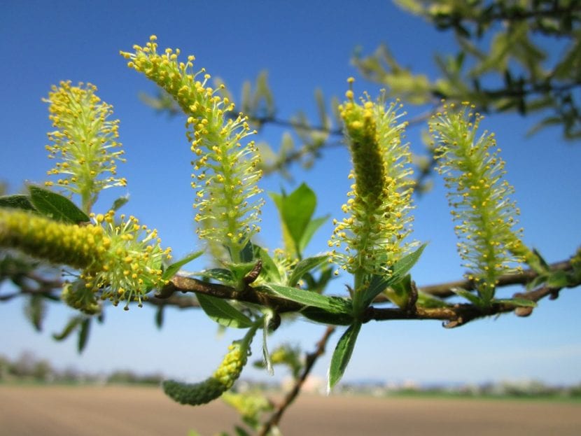 Amentos masculinos de sauce blanco (Salix alba) en primavera