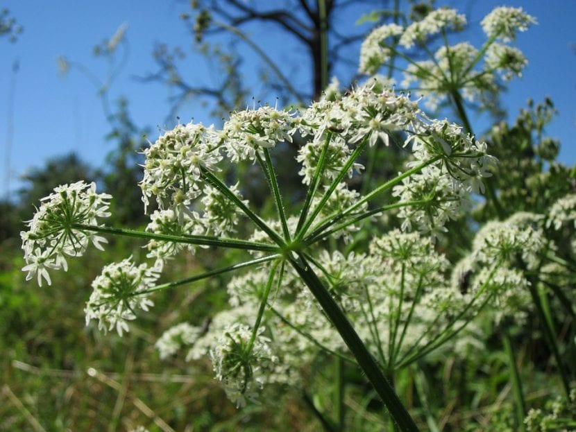 Umbela compuesta característica de la familia Apiaceae