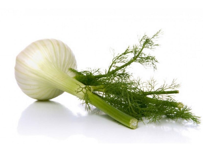 Hinojo (Foeniculum vulgare) en flor