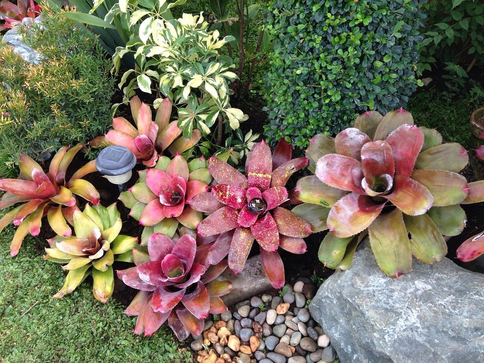 Bromeliaceae: origen, características y subfamilias
