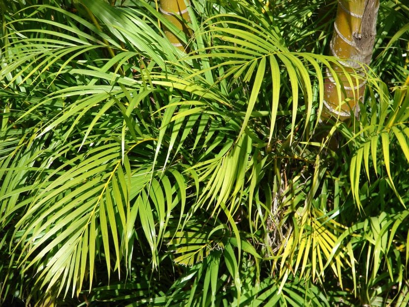 Palmera areca, Dypsis lutescens, cultivada como planta de interior