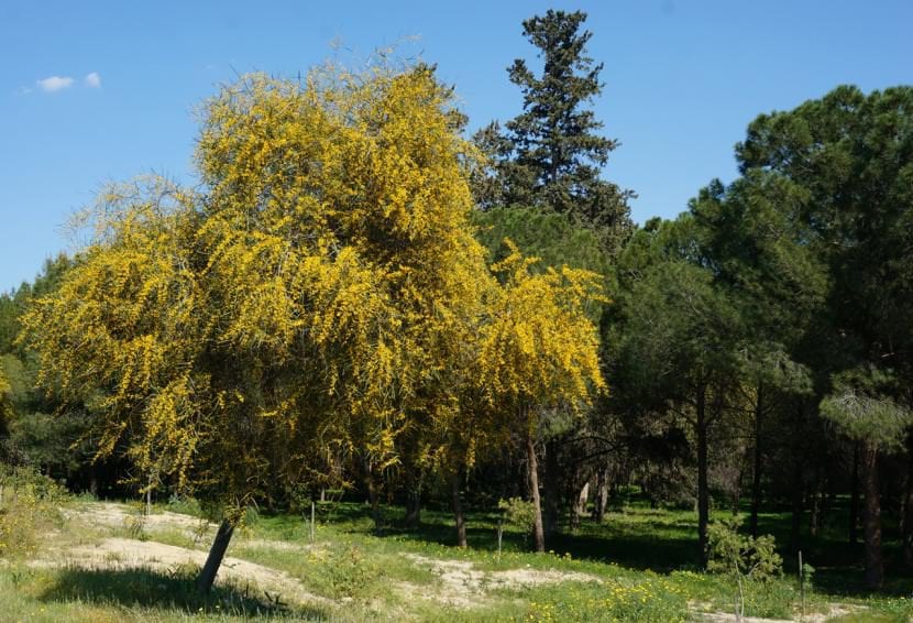 Acacia saligna, árbol de hoja persistente adaptado a clima seco