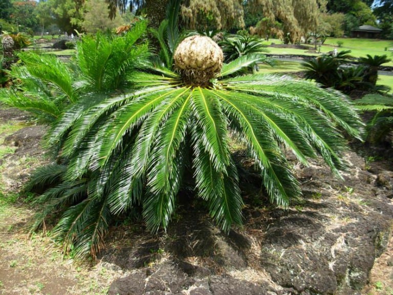 Corona de hojas de Cycas revoluta