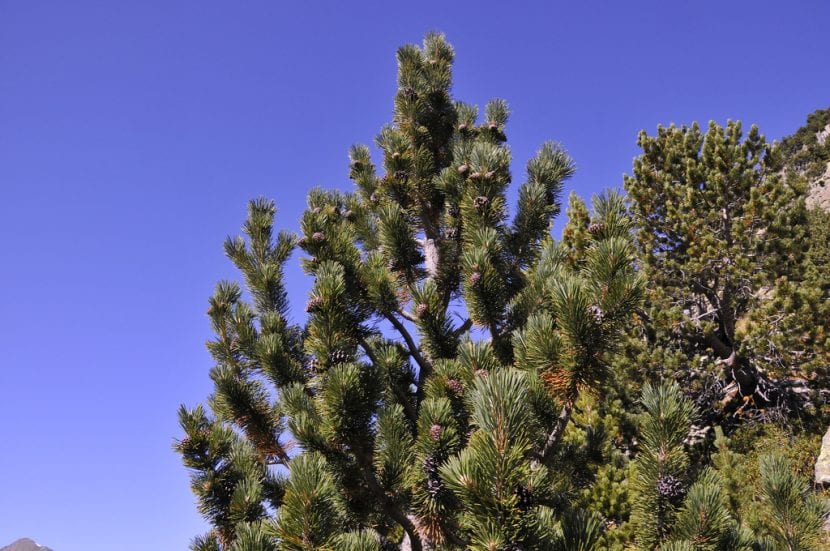Pinus uncinata, ejemplo de gimnosperma de alta montaña
