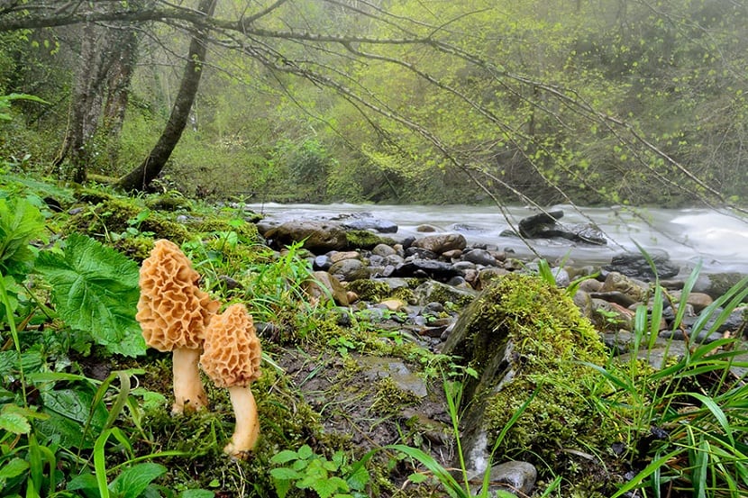 Ambiente de ribera con chopos donde suele encontrarse la colmenilla