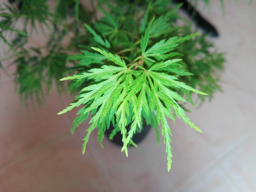 Hoja de Acer palmatum 'Seiryu'