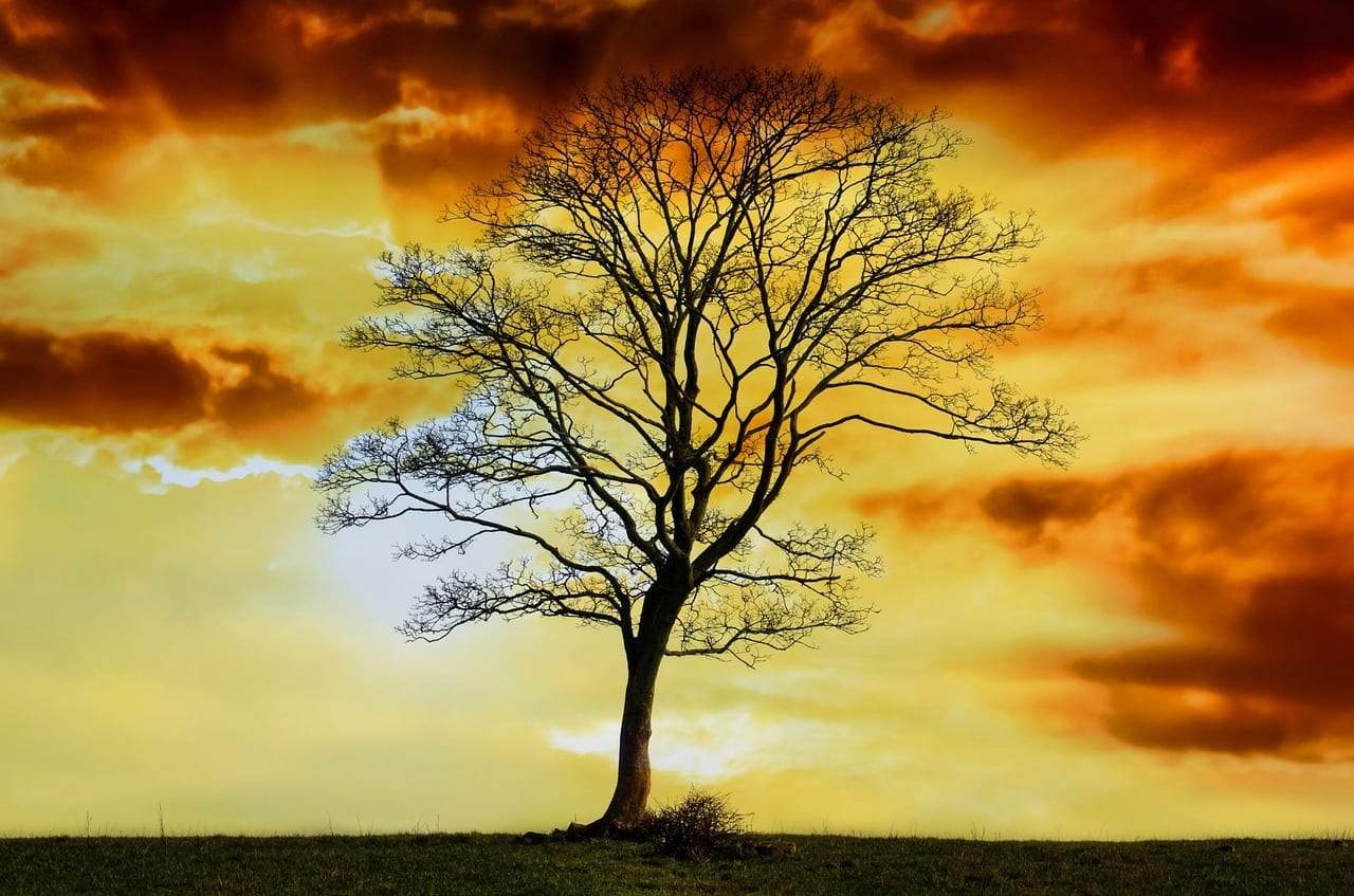 Árbol caducifolio sin hojas en invierno
