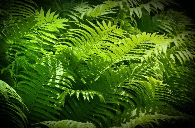 Helechos en un bosque húmedo